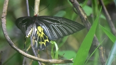 Troides aeacus formosanus