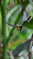 Troides aeacus formosanus