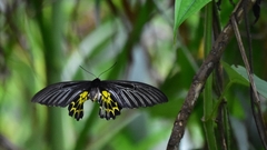 Troides aeacus formosanus