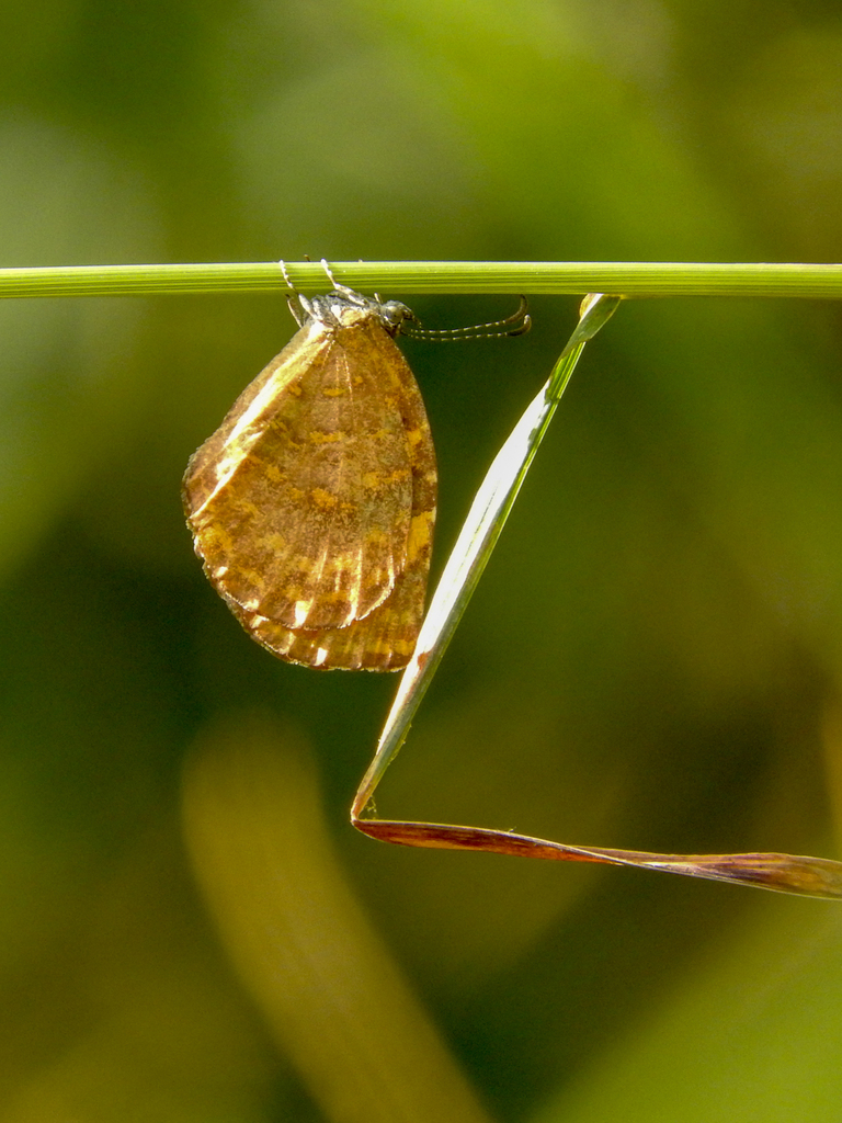 Cnodontes pallida