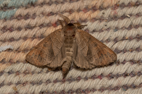 Poplar Tip Moth