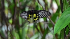 Troides aeacus formosanus