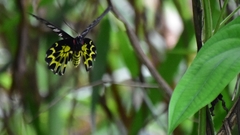 Troides aeacus formosanus