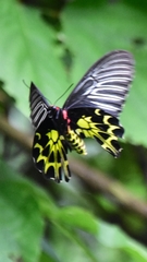 Troides aeacus formosanus