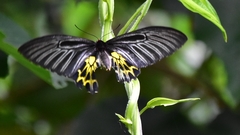 Troides aeacus formosanus