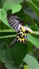 Troides aeacus formosanus