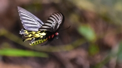 Troides aeacus formosanus