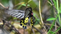 Troides aeacus formosanus