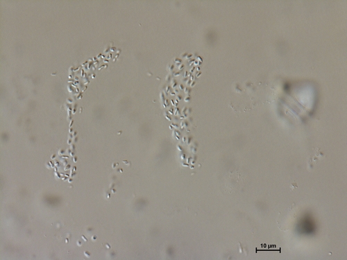 Genus Anathece · iNaturalist