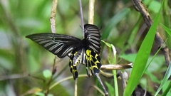 Troides aeacus formosanus