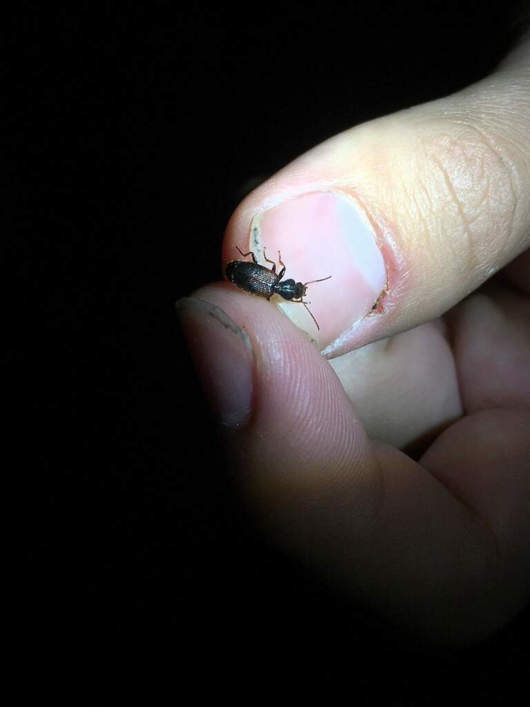 Cymindis daimio in September 2019 by renshuchu · iNaturalist