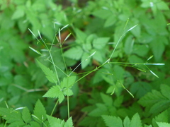 Osmorhiza purpurea