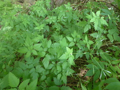 Osmorhiza purpurea