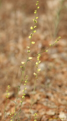 Streptanthus polygaloides