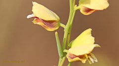 Streptanthus polygaloides