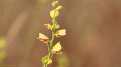 Streptanthus polygaloides