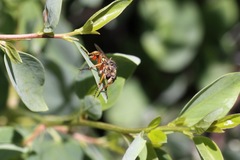 Callinicus pictitarsis