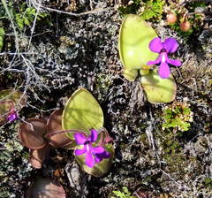 Pinguicula macrophylla