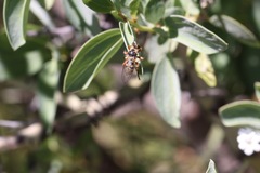 Callinicus pictitarsis