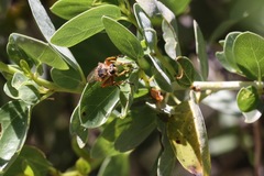 Callinicus pictitarsis