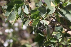 Callinicus pictitarsis