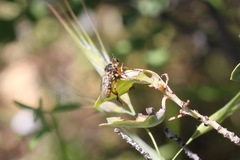 Callinicus pictitarsis