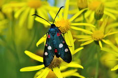 Zygaena ephialtes