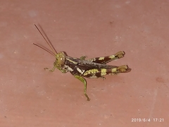 Pirithoicus ophthalmicus