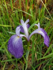 Iris tridentata