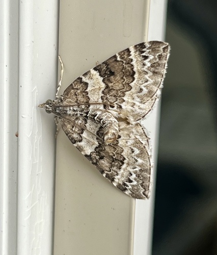 White Eulithis Moth photo 2