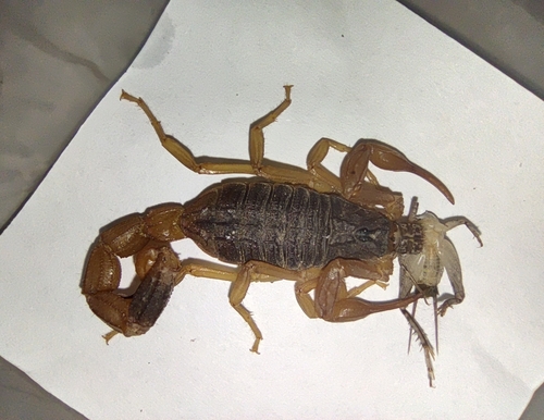 Chinese Scorpion