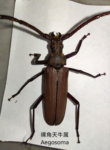 Thin-winged Longicorn Beetle