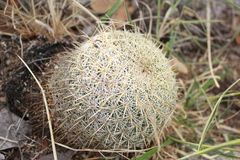 Coryphantha recurvata recurvata