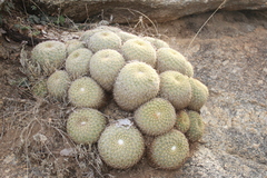 Coryphantha recurvata recurvata