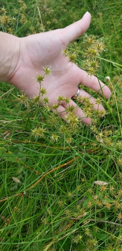Texas Rush (Juncus texanus)