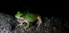 Hyla japonica