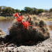Echinocereus bacanorensis - Photo (c) Jorge Chacon,  זכויות יוצרים חלקיות (CC BY-NC), הועלה על ידי Jorge Chacon