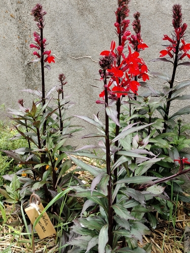 Lobelia × speciosa, photograph 6