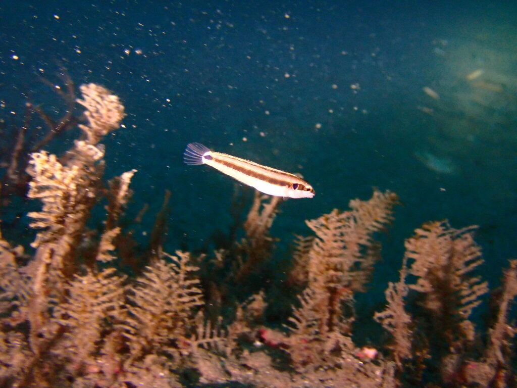 Springer's fangblenny (Petroscirtes springeri) — Blenniidae