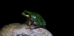 Hyla japonica