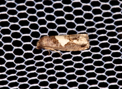Epiblema otiosana