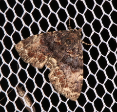 Metalectra richardsi