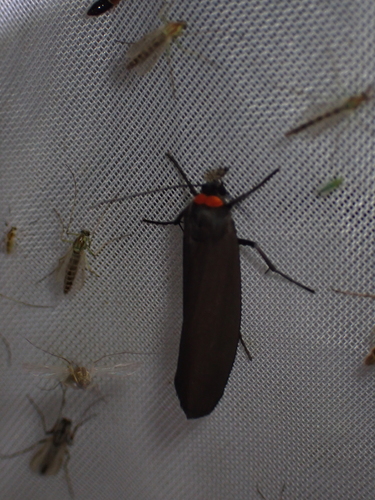 Red-necked Footman, Schiermonnikoog, Niederlande, photo 8 of 10