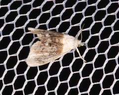 Lipocosmodes fuliginosalis