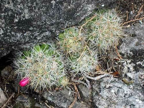 Mammillaria vetula