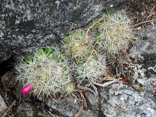 Mammillaria vetula ssp. vetula