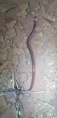 Monopterus albus
