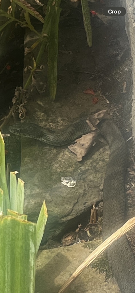Natrix astreptophora astreptophora