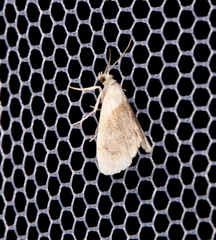 Lipocosmodes fuliginosalis