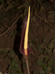 Amorphophallus commutatus